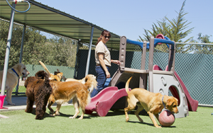 7 Steps to Sell a Dog Kennel or Boarding Business | Sunbelt Business